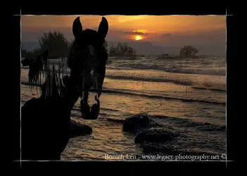 1 horse head on sunset over Kineret - plus border.webp