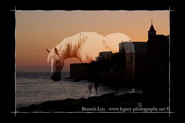 Horse on Sunset over Akko port and Church plus border.jpg