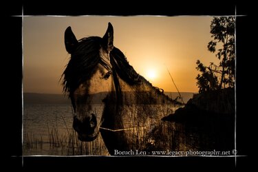 Horse with straw in mouth over Kineret sunset - plus border.jpg