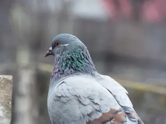 DSCF4075.webp