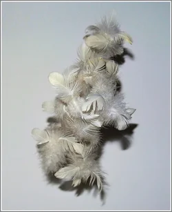 feathers work.jpgpegg.webp
