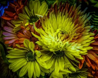 24217651800_945fcdd20e_b.webp