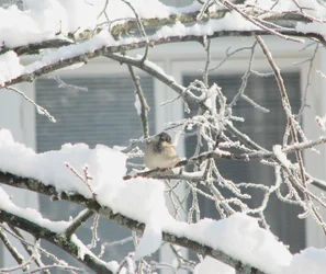 PippiBild1.webp