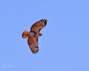 Redtails-10-Edit.webp Redtails-10-Edit.webp