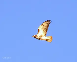 Redtails-54-Edit.webp Redtails-54-Edit.webp