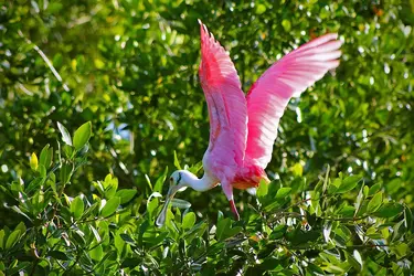 spoonbill.webp