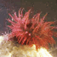 Actinia