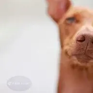 TheoHusky