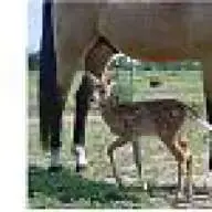 horse crazy
