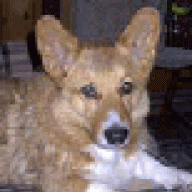 bsdunek