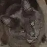 .Steve