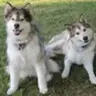 snowdoger
