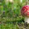 Psilocybin