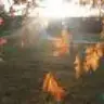 Mhamouche