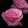 RobertsPhoto