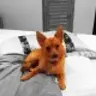 orange_fox