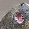 ...mole...
