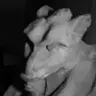 okidokedork