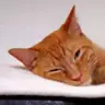 flibbit