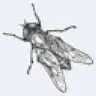 Gadfly