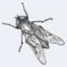 Gadfly