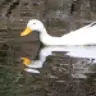 KodakeroByHeart