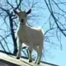 GoatFromTheValley
