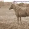 photohorse