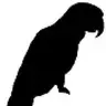 blackparrot