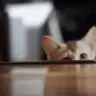Chiuki