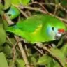 Wildlife