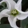 Lucyslense