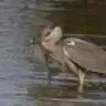 Ospreyeagle