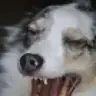 CaliTX