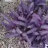 tammindanny01