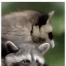 sniperjhs