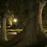 jt_tiger