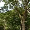 hagaliaruna