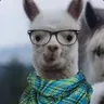 Alpaca