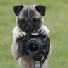 Shutterdog