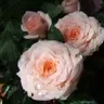 marilyn2359