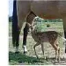 horse crazy