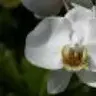 Wild Orchid