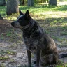 warrirboxerdog1