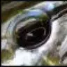 Fishboy