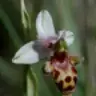 Esparbel