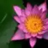 LilyPondGirl