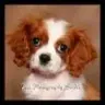 PetsPhotography