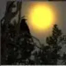 Suncrow