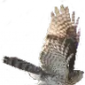 mwgpe